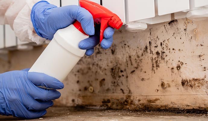 Mold decontamination service