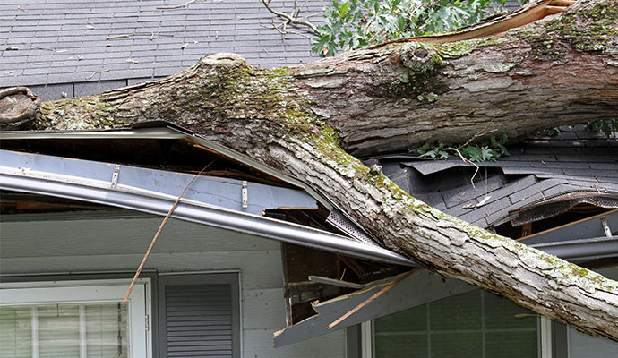 Large fallen tree over the roof