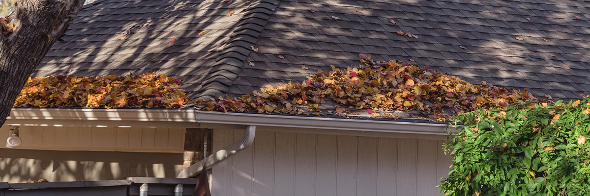 Dry leaves fallen over the roof