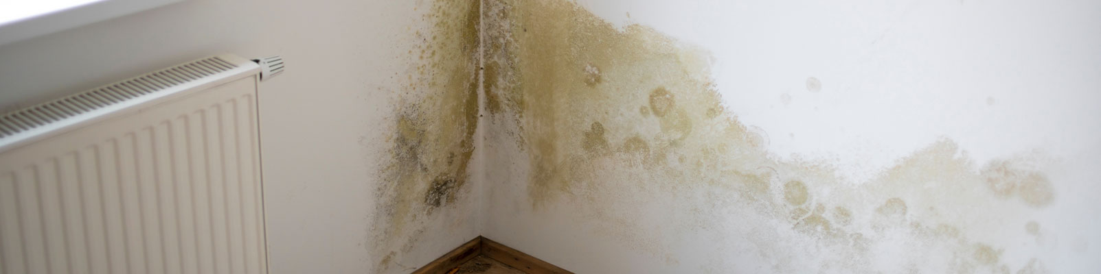 Is Mold Growing in My Home?