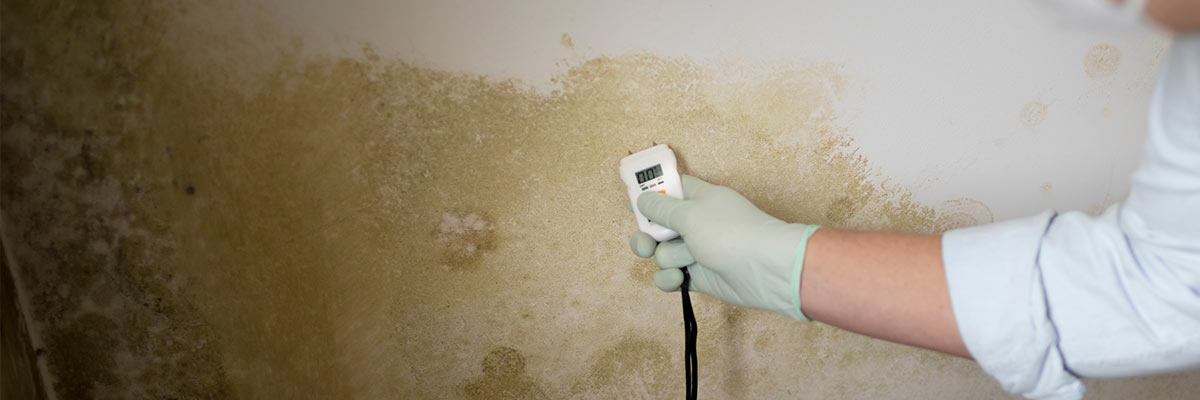 Professional worker inspecting mold growth on the wall