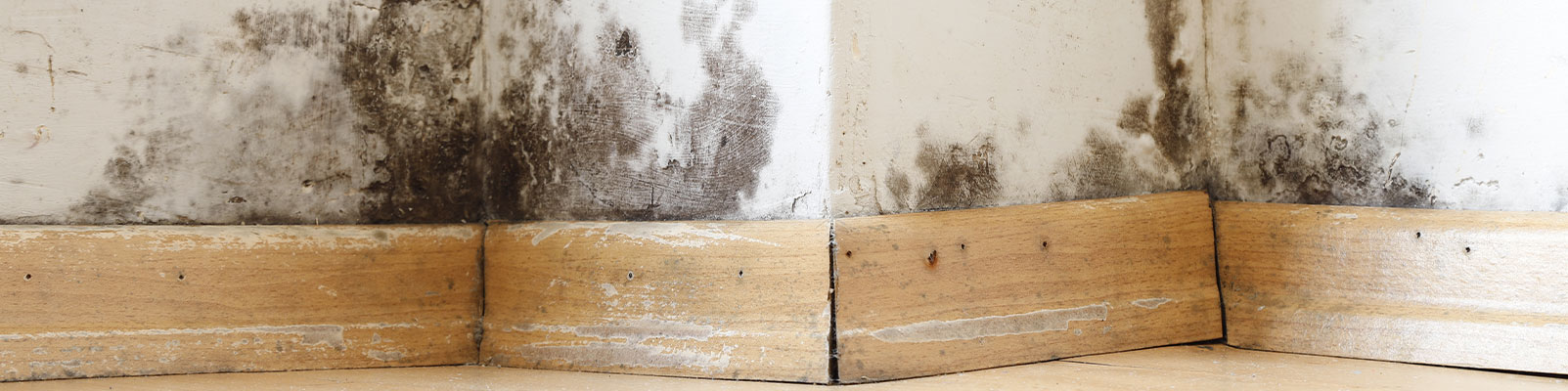 Mold in Your Home