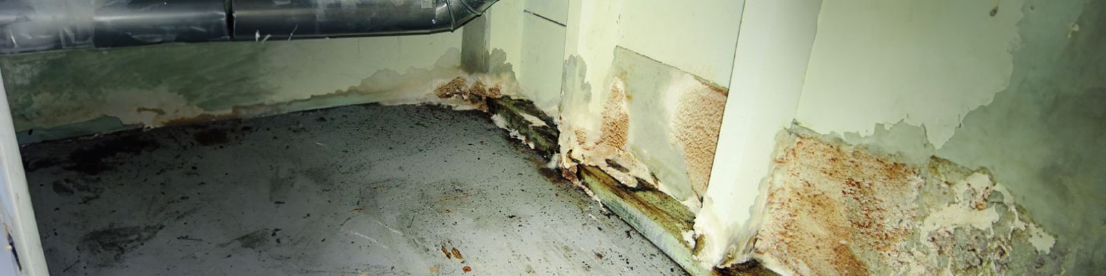 Mold Remediation: The Signs, Symptoms, Prevention, and Treatment