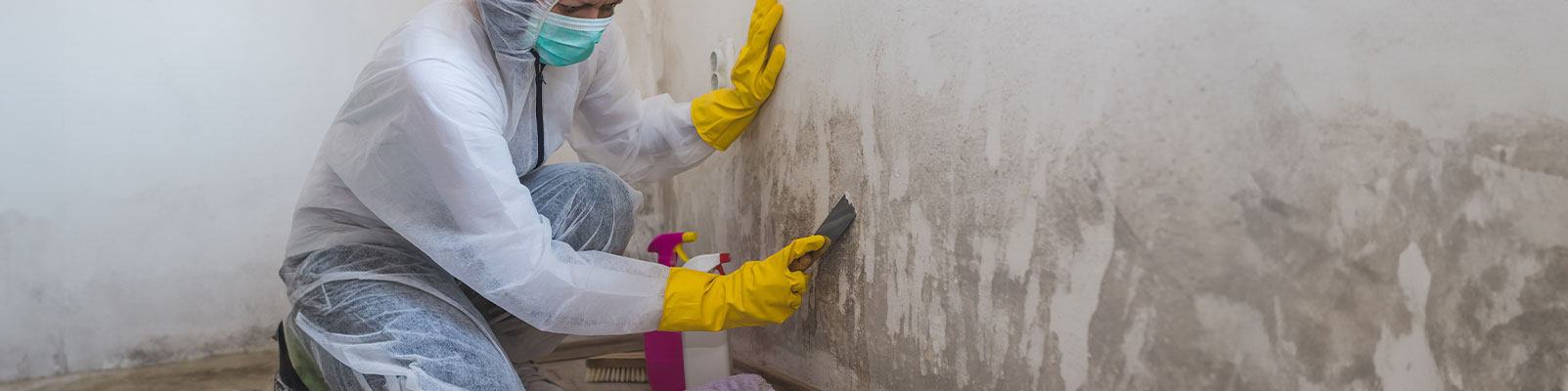 Mold Removal Services