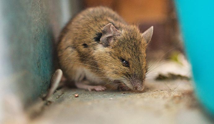 Rodent infestation