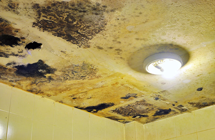 Commercial Mold Removal 