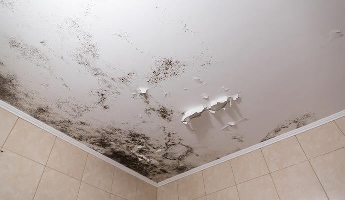Mold damaged ceiling Mold damaged ceiling