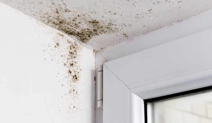 Mold on the window corner