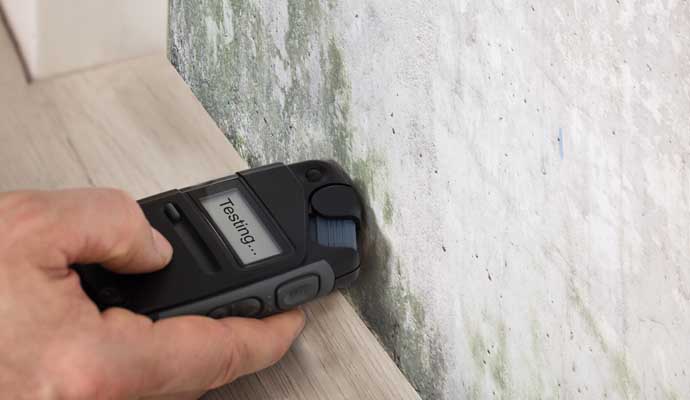 Professional worker inspecting mold on the wall