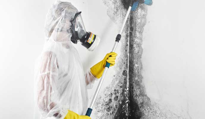 Mold remediation service