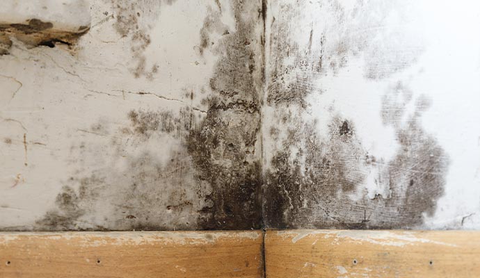 Visisble mold on wall