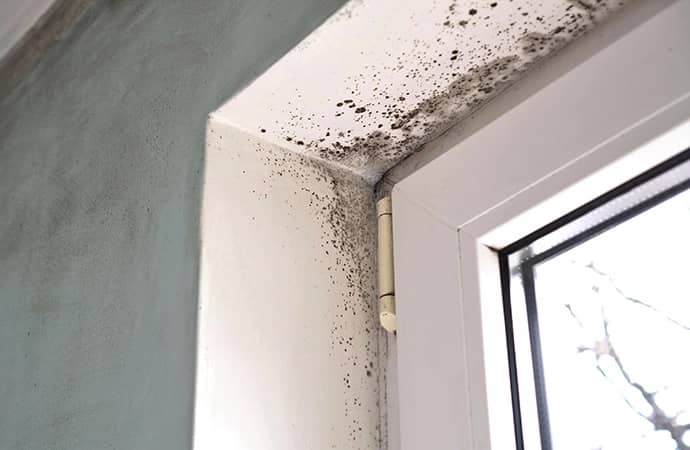 Mold Damage Cleanup