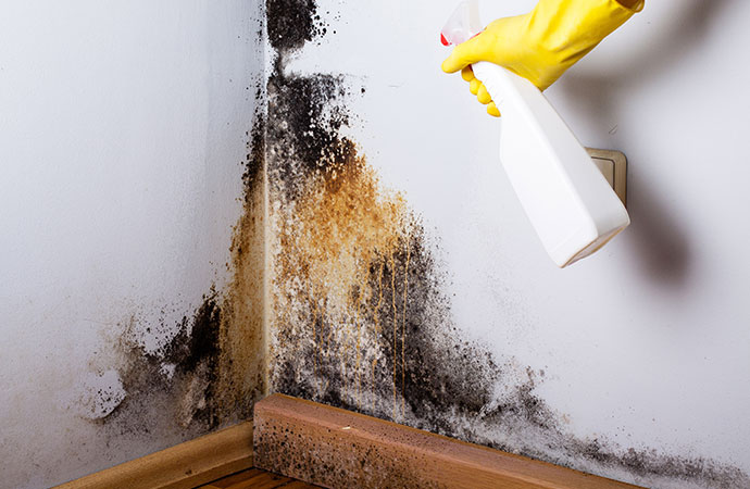 Mold Removal