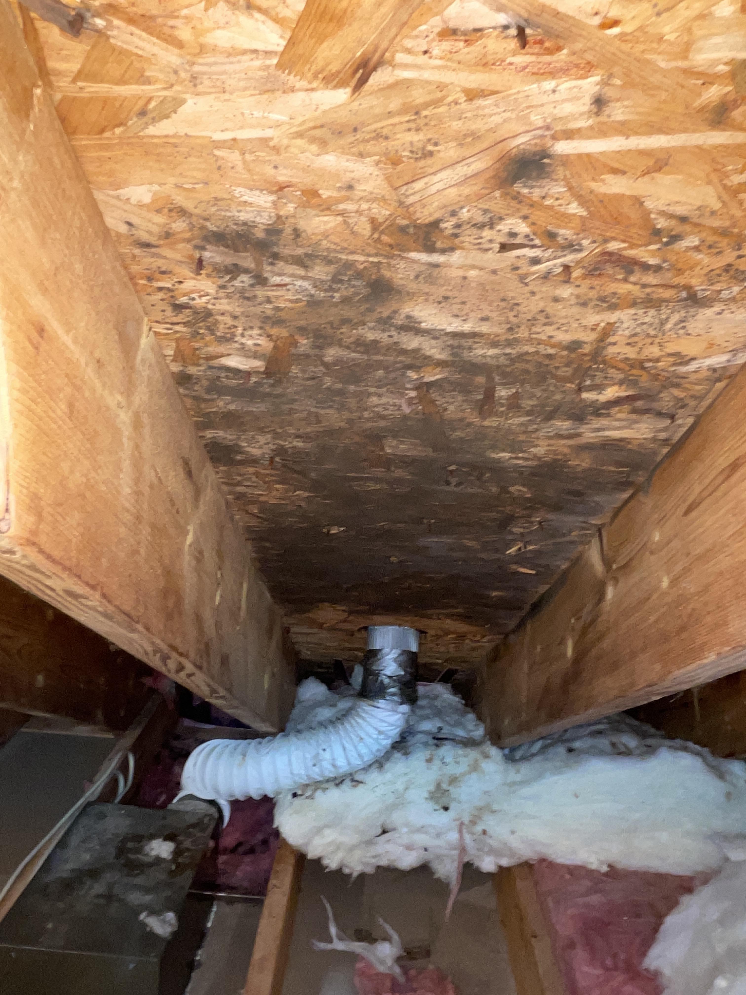 Mold Damages