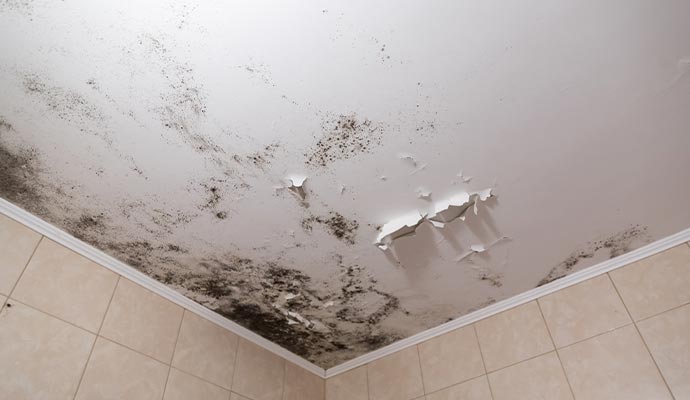 Ceiling damaged by mold growth