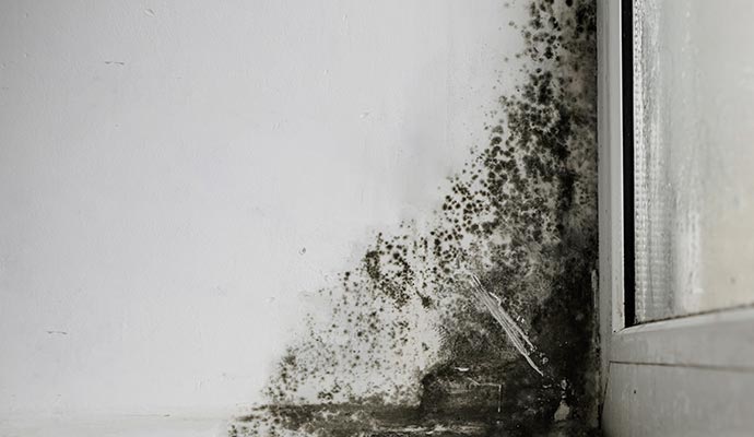Wall damaged by mold growth