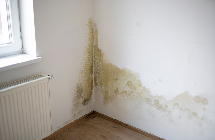 How do I know if I have mold?