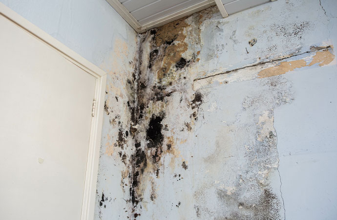 How does mold grow in my house?