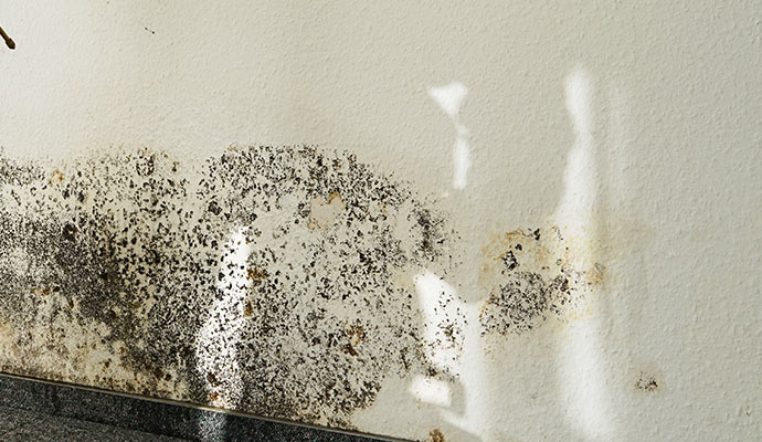 Black mold on the wall