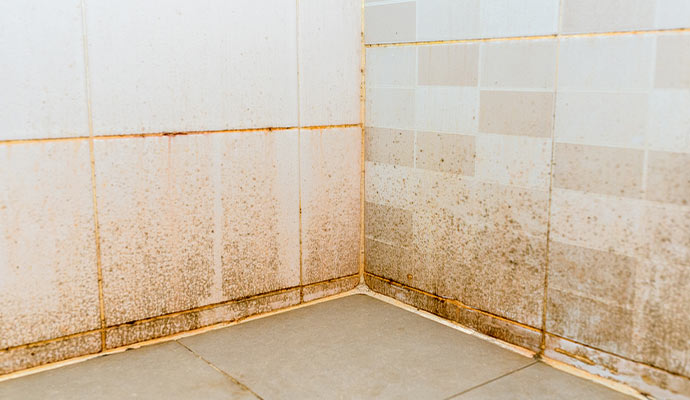 Mold in the bathroom