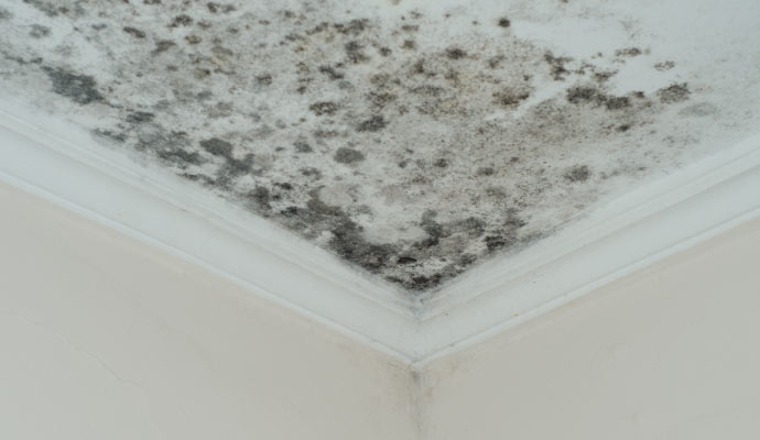 Mold in Your Home