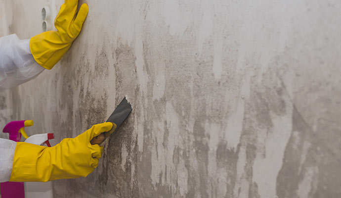 Professional worker removing mold form the wall