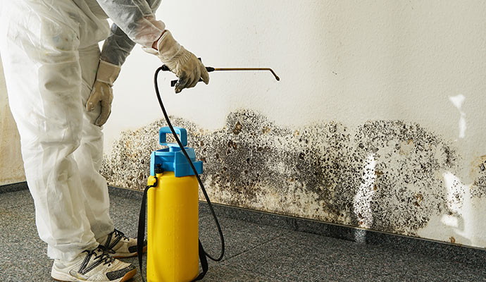 Professional worker removing mold from the wall