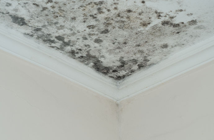 Professional Mold Removal Services