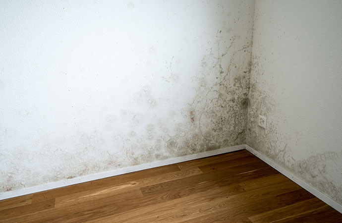 Signs of mold growth