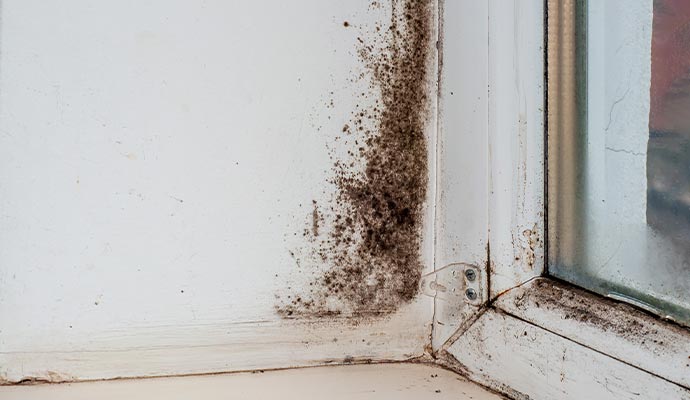 Visible black mold