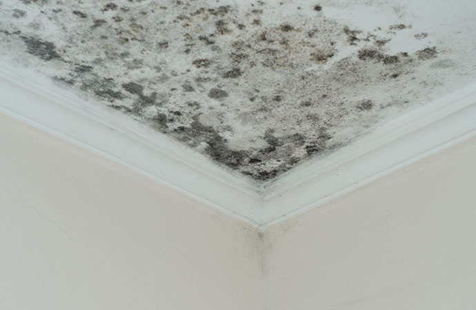 What is mold?