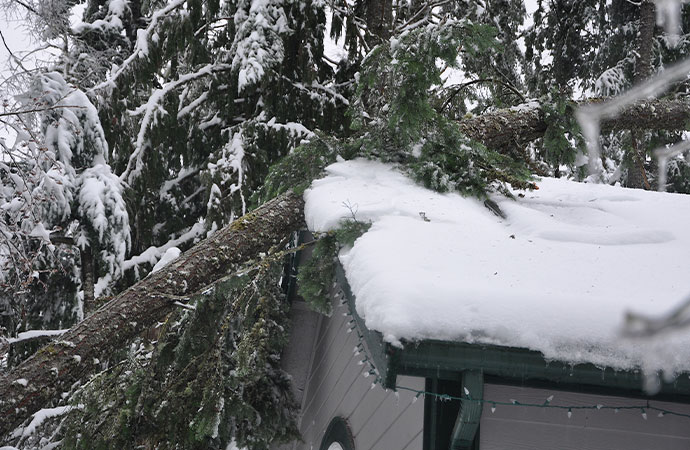 A tree fallen on a snow-covered roof