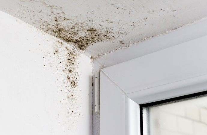 Reduce Mold Growth