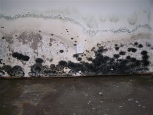 mold detection & mold removal