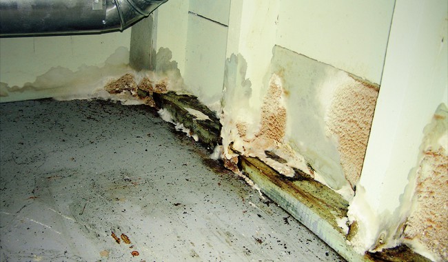 Home mold infestation 