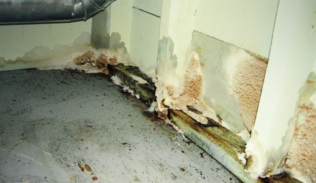 Mold Remediation Experts Pittsburgh PA